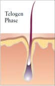 Telogen Phase | Laser hair removal
